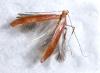 Caloptilia elongella